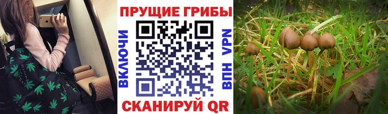 Псилоцибиновые грибы Psilocybine cubensis  закладка  Джанкой 